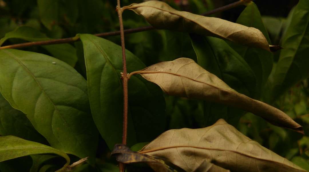 zielone liście na brunatnej glebie puzzle online