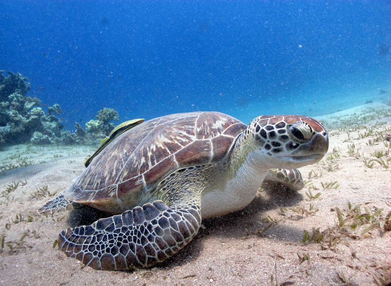 żółw morski puzzle online