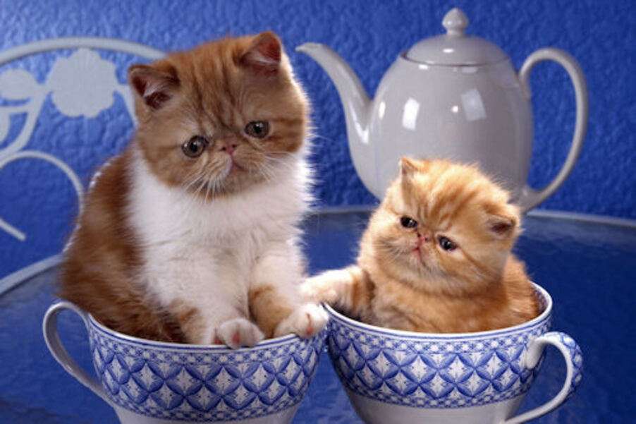 Małe kocięta nadziewane w kubkach #1 puzzle online