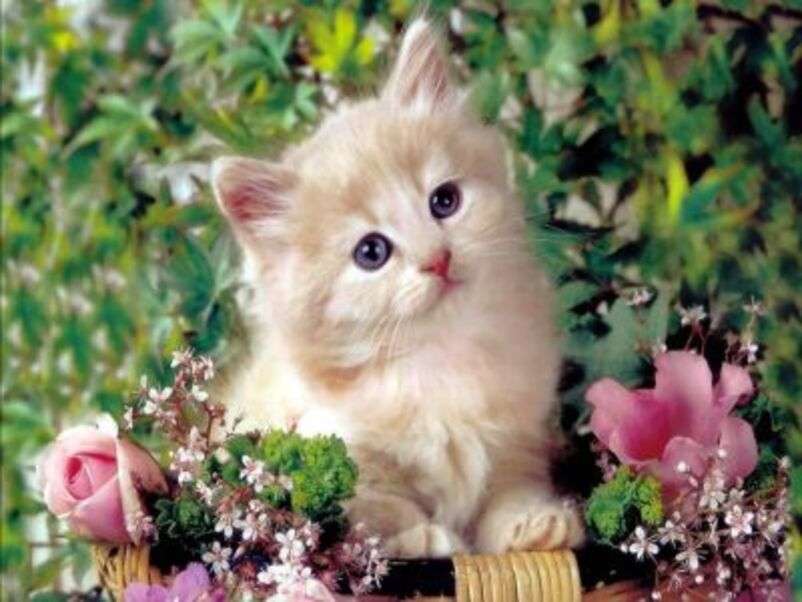 Piękny kotek wśród kwiatów puzzle online
