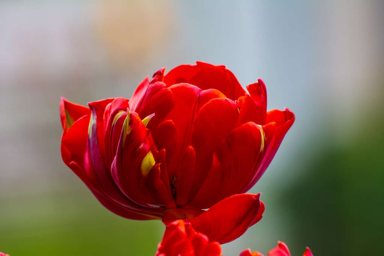 czerwony tulipan puzzle online