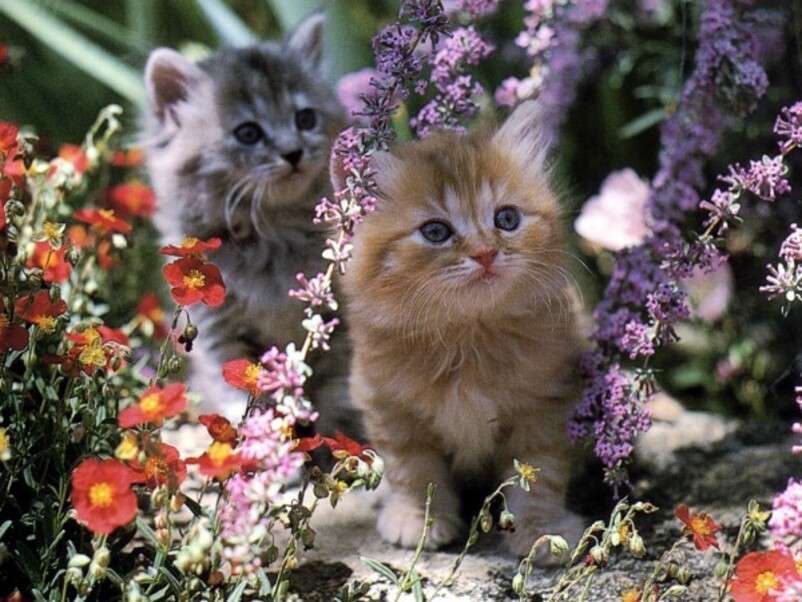 Dwa kociaki wśród kwiatów puzzle online