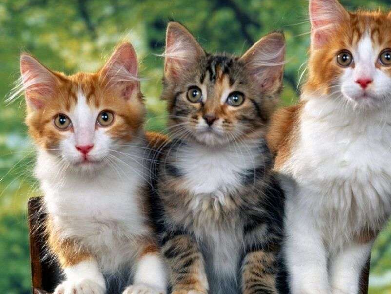 Trzy urocze i piękne kociaki puzzle online