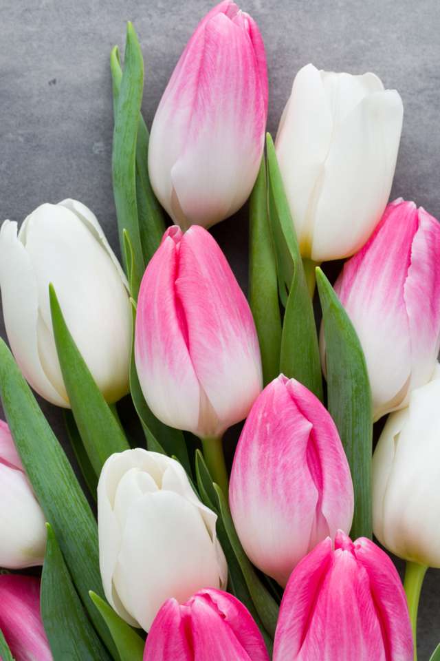 Biało-różowe tulipany puzzle online