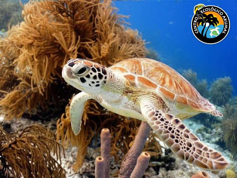 Żółw w rafie koralowej puzzle online