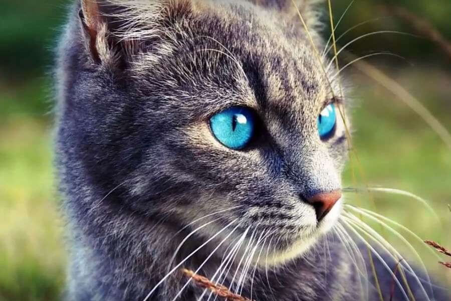 Kot- Ojos Azules z niebieskimi oczami puzzle online