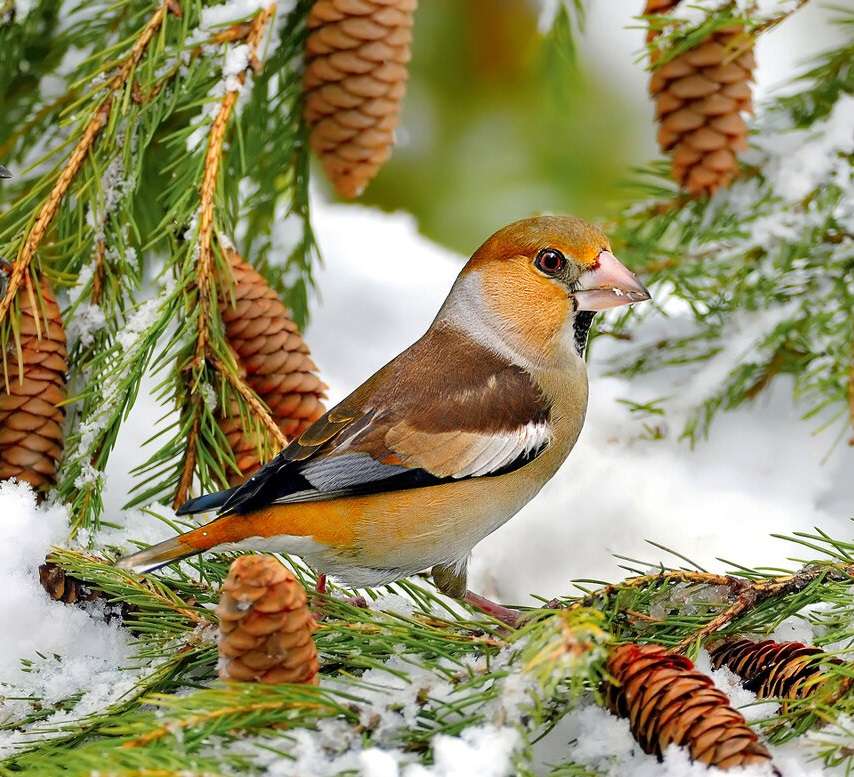 mały ptaszek na śniegu puzzle online