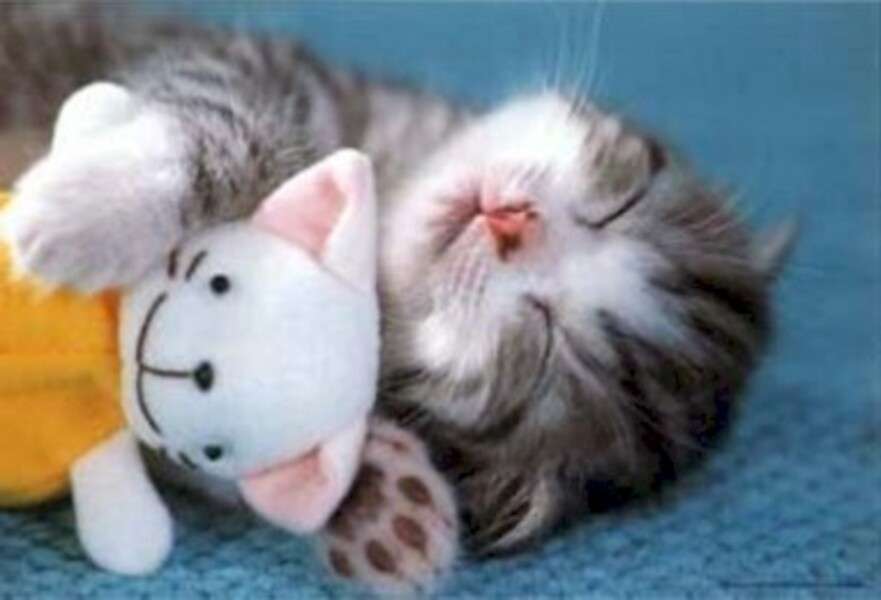 gatinho dormindo com boneca quebra-cabeça