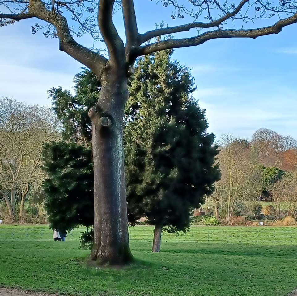 drzewa w parku puzzle online
