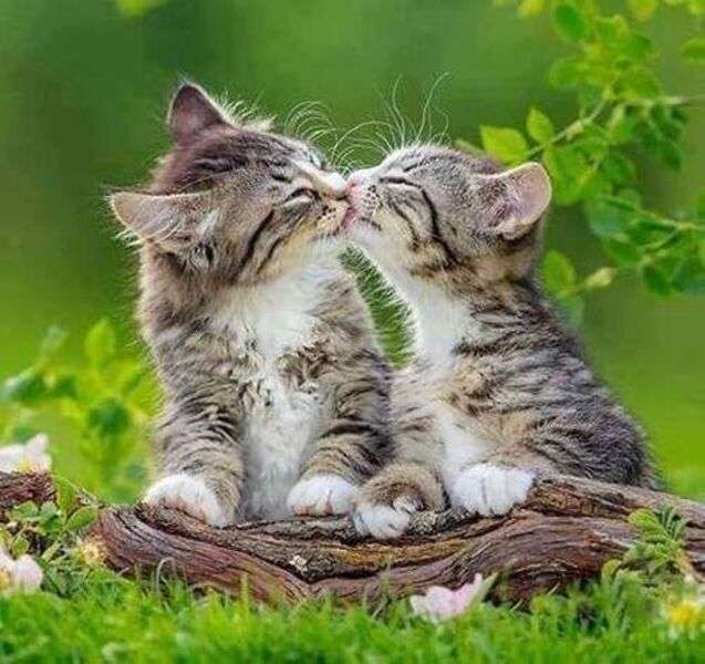 dwa całujące się kociaki puzzle online