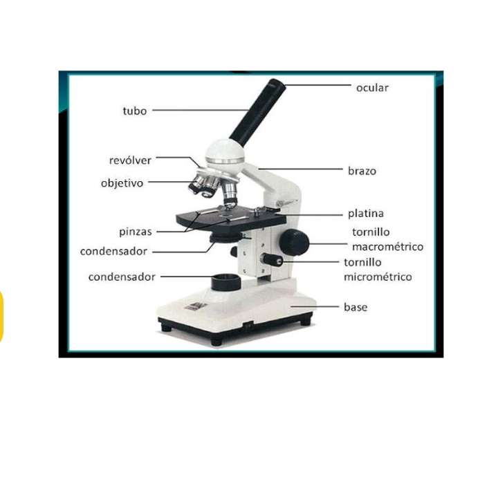 mikroskop puzzle online