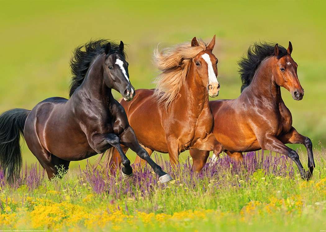 Trzy konie w galopie puzzle online