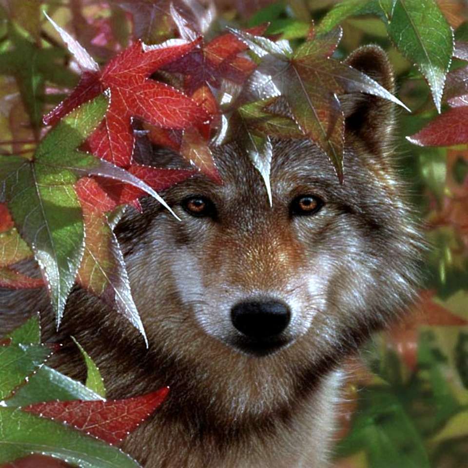 wilk w liściach puzzle online