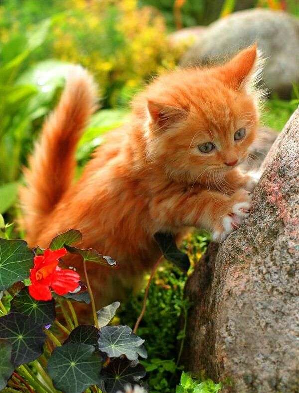 piękny kotek w ogrodzie puzzle online