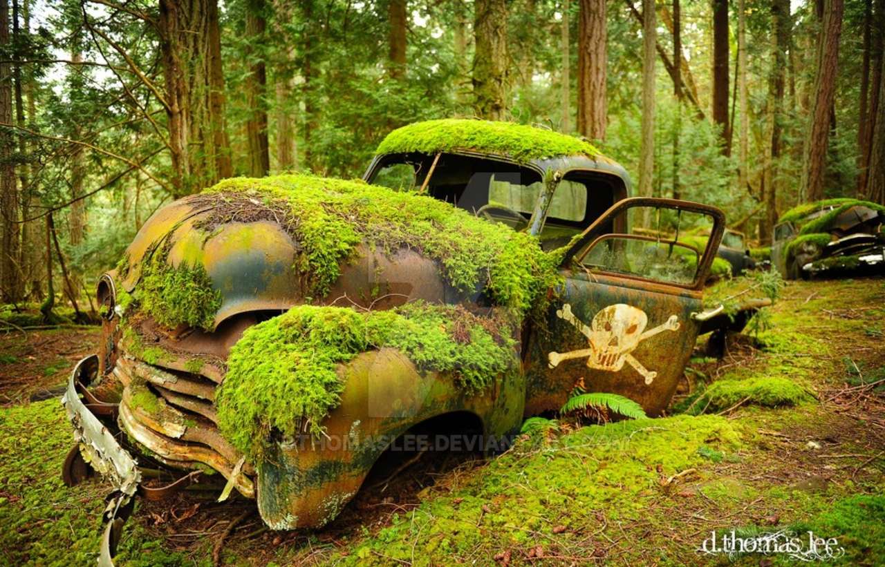 Cmentarz samochodowy w lesie - Duży format puzzle online