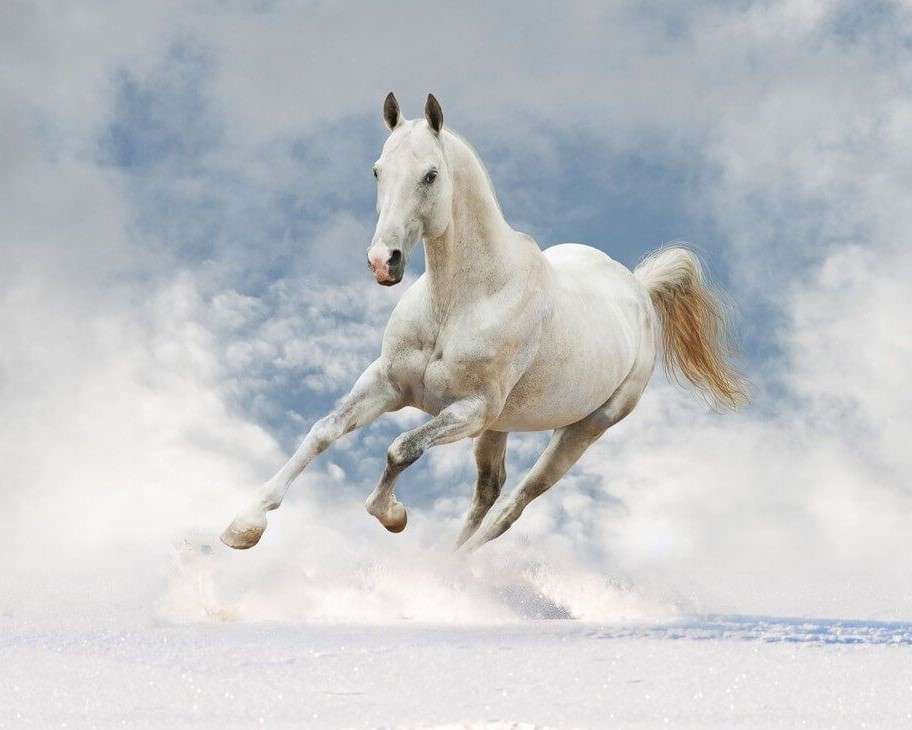 Biały koń w biegu nad morzem puzzle online