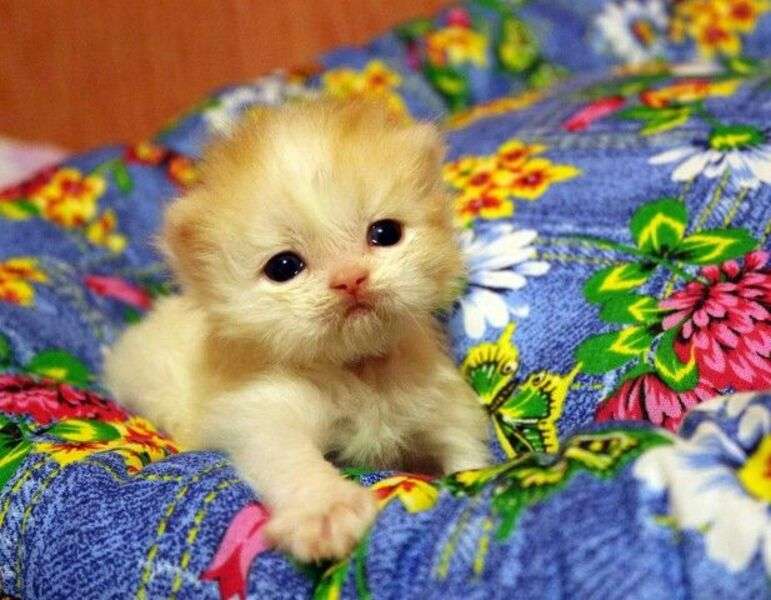 Śliczny kotek ze łzami w oczach puzzle online