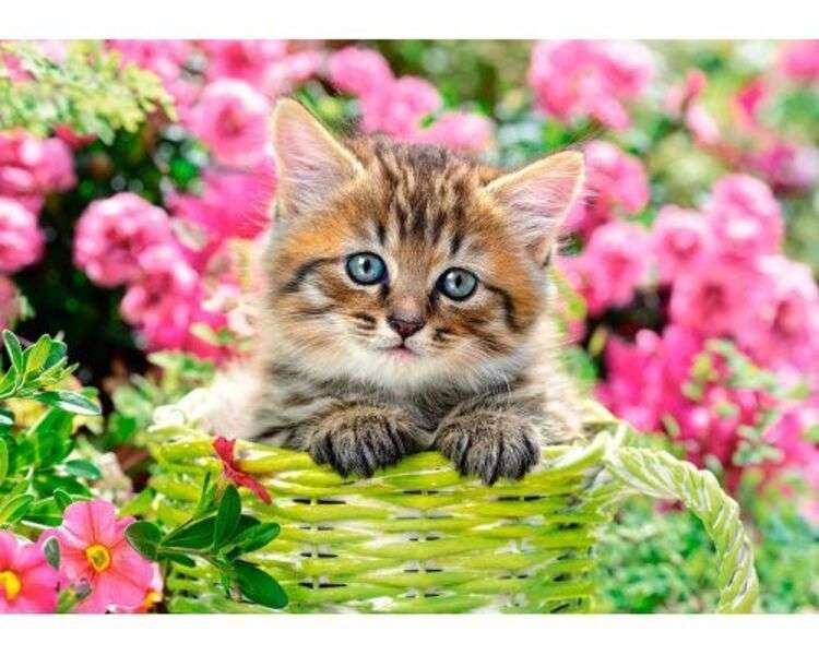 piękny kotek o niebieskich oczach puzzle online