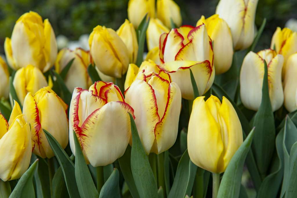 Żółte tulipany puzzle online