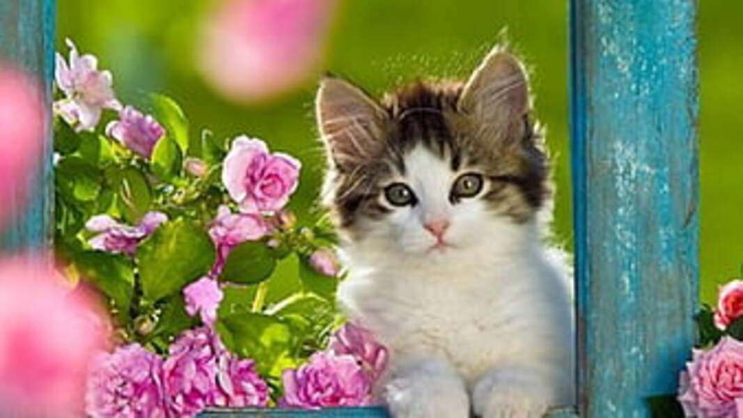kotek siedzący na poręczy puzzle online