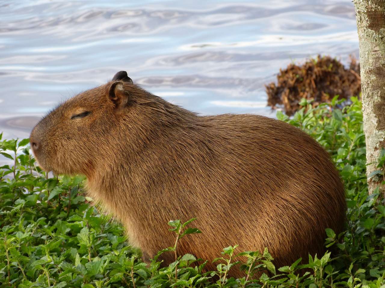 kapibara puzzle online