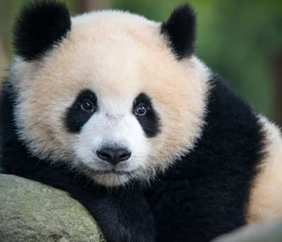 zwierzęta pandy puzzle online