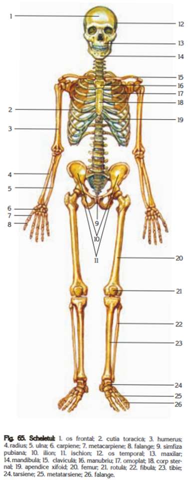 Szkielet ludzkiego ciała puzzle online
