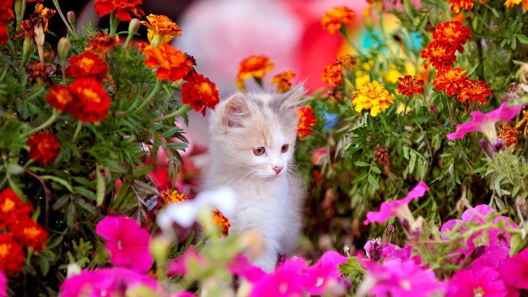 Kotek węszy po ogrodzie puzzle online