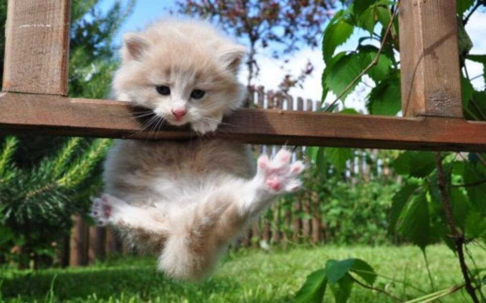Mały kotek wspina się po ogrodzeniu puzzle online