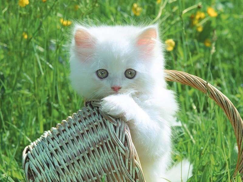 piękny biały kotek puzzle online