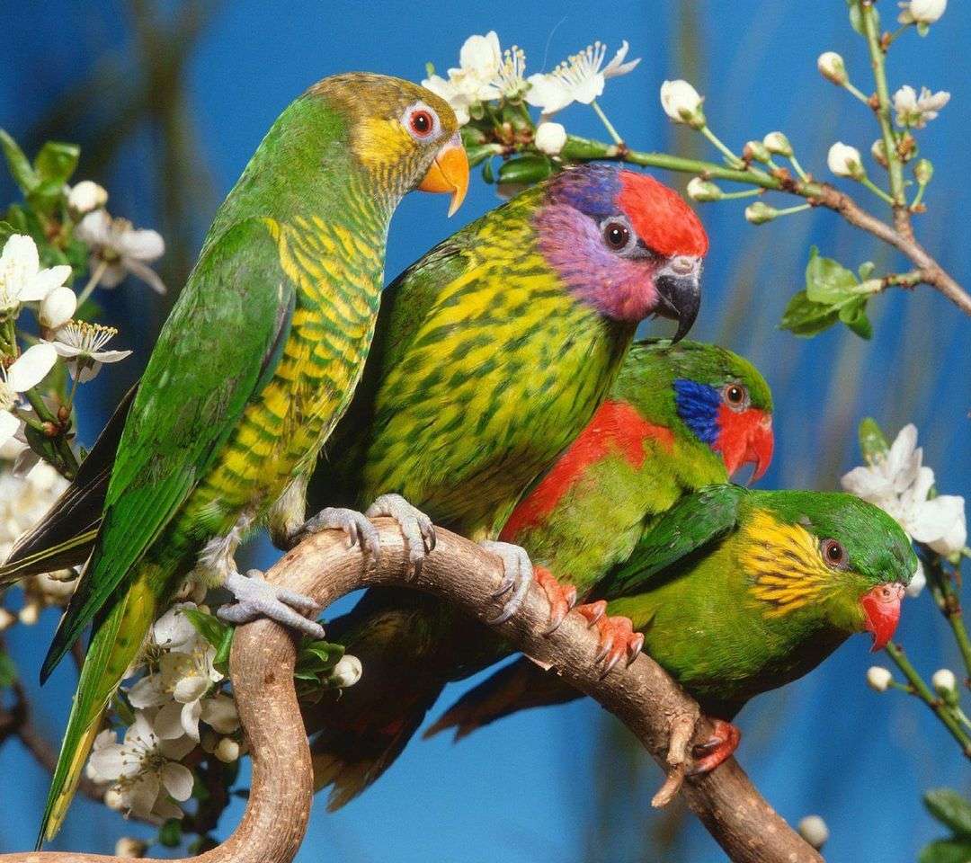 Kolorowe papużki puzzle online
