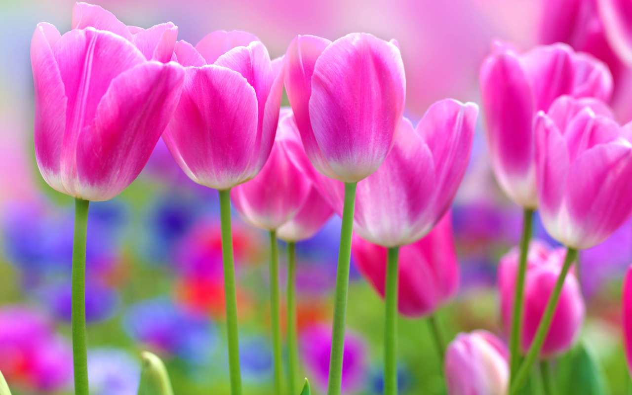 Dywan w różowe tulipany - Duży format puzzle online