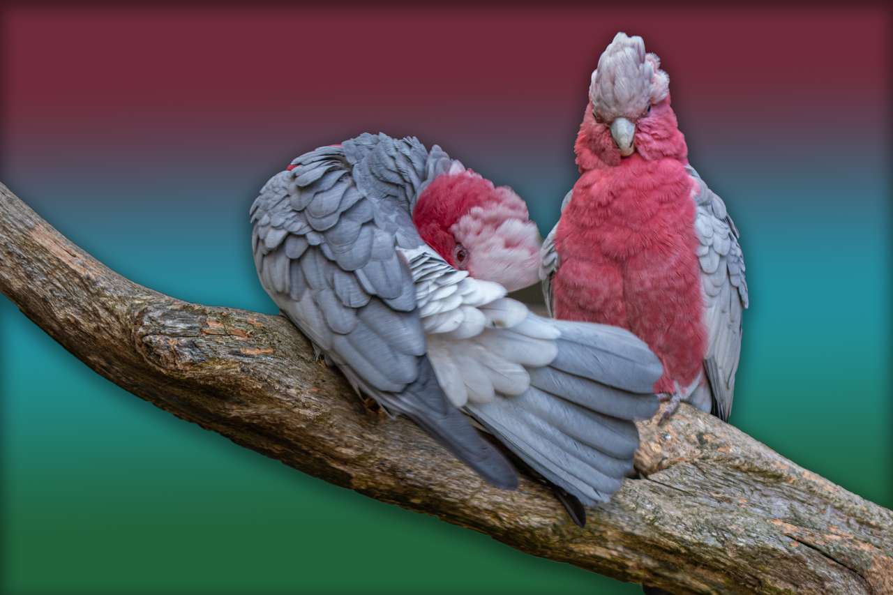 Różowe papugi puzzle online