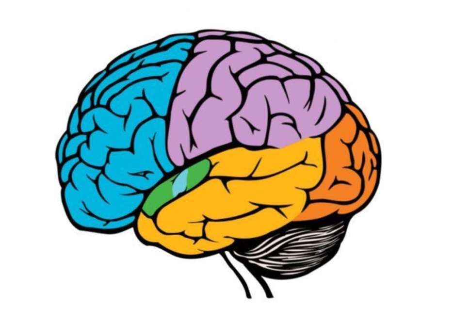 Mózg i jego funkcje puzzle online