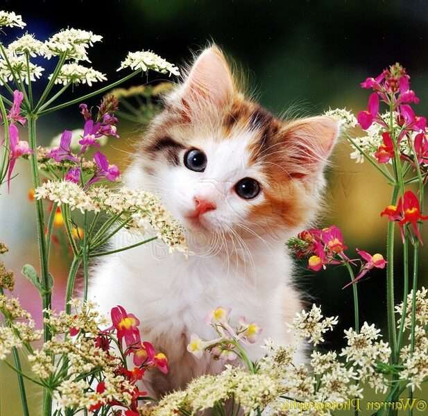 Kotek wśród kwiatów #1 puzzle online