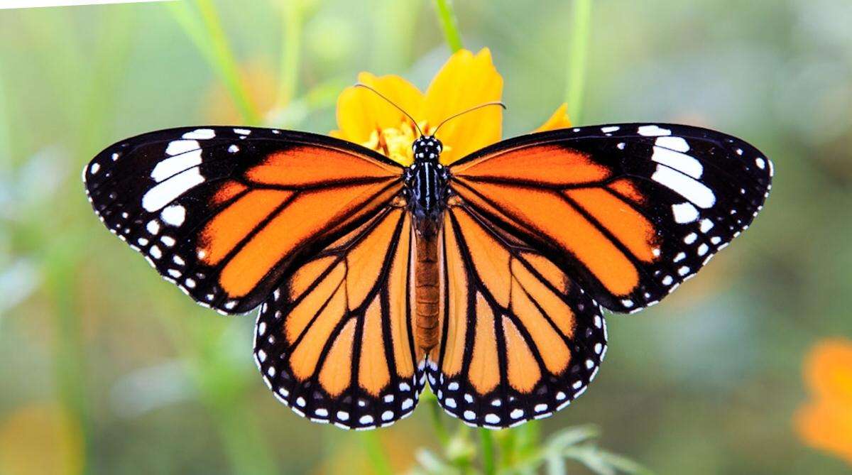 Пеперуда монарх пъзел