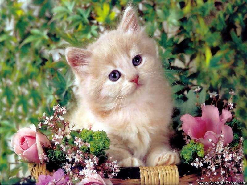 Beżowy kotek i kwiaty #6 puzzle online
