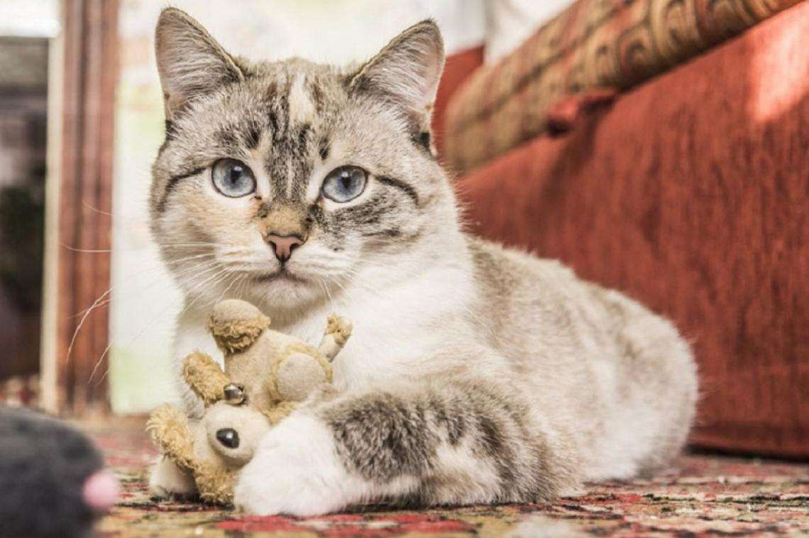 Kot i jego niedźwiedź puzzle online