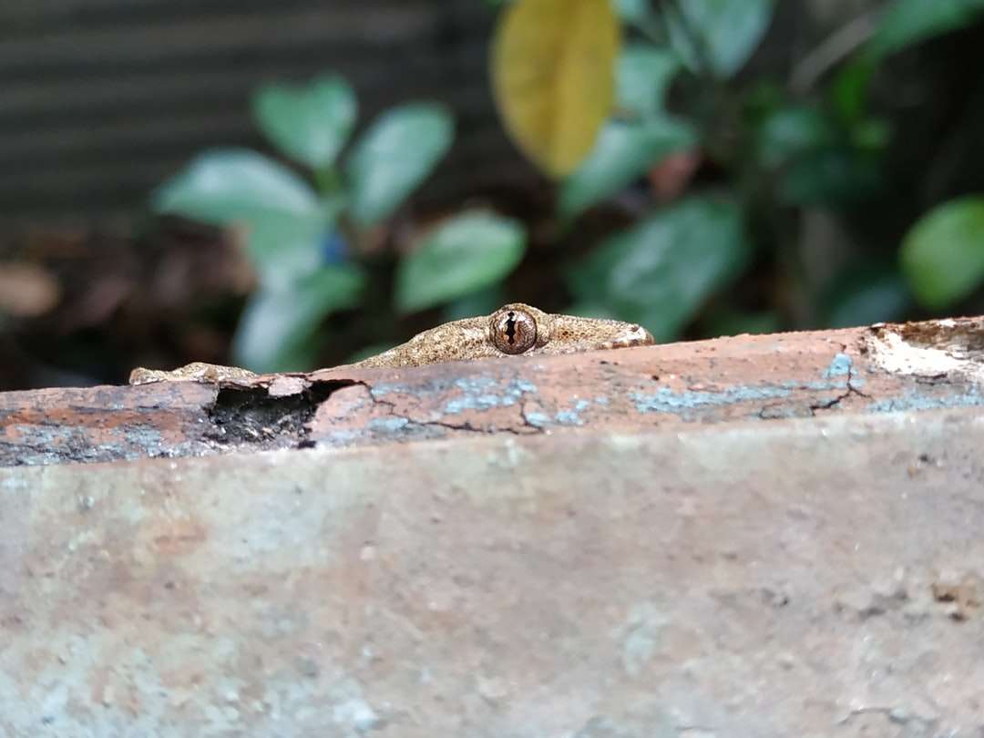 selektywna fotografia ostrości brązowej jaszczurki puzzle online