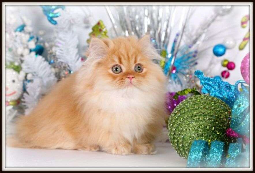 Piękny kot perski #8 puzzle online