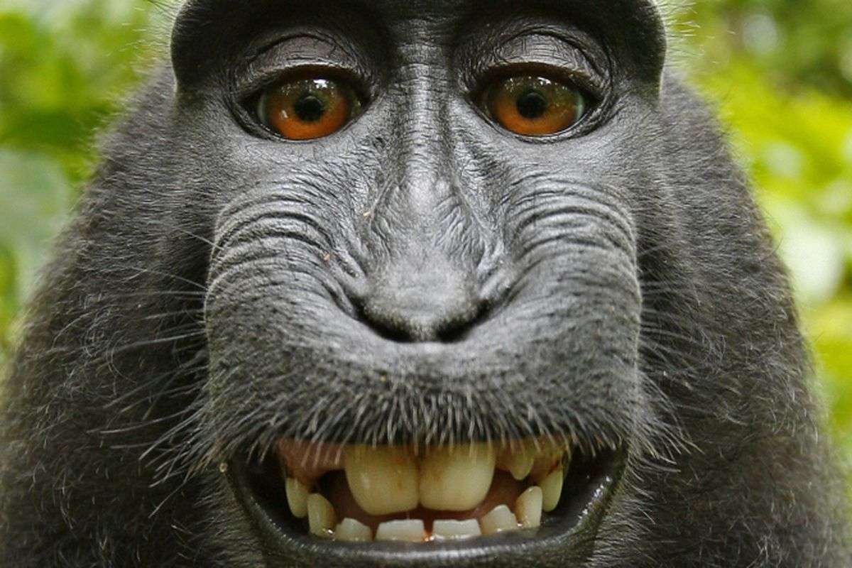 małpa uśmiechnięta puzzle online