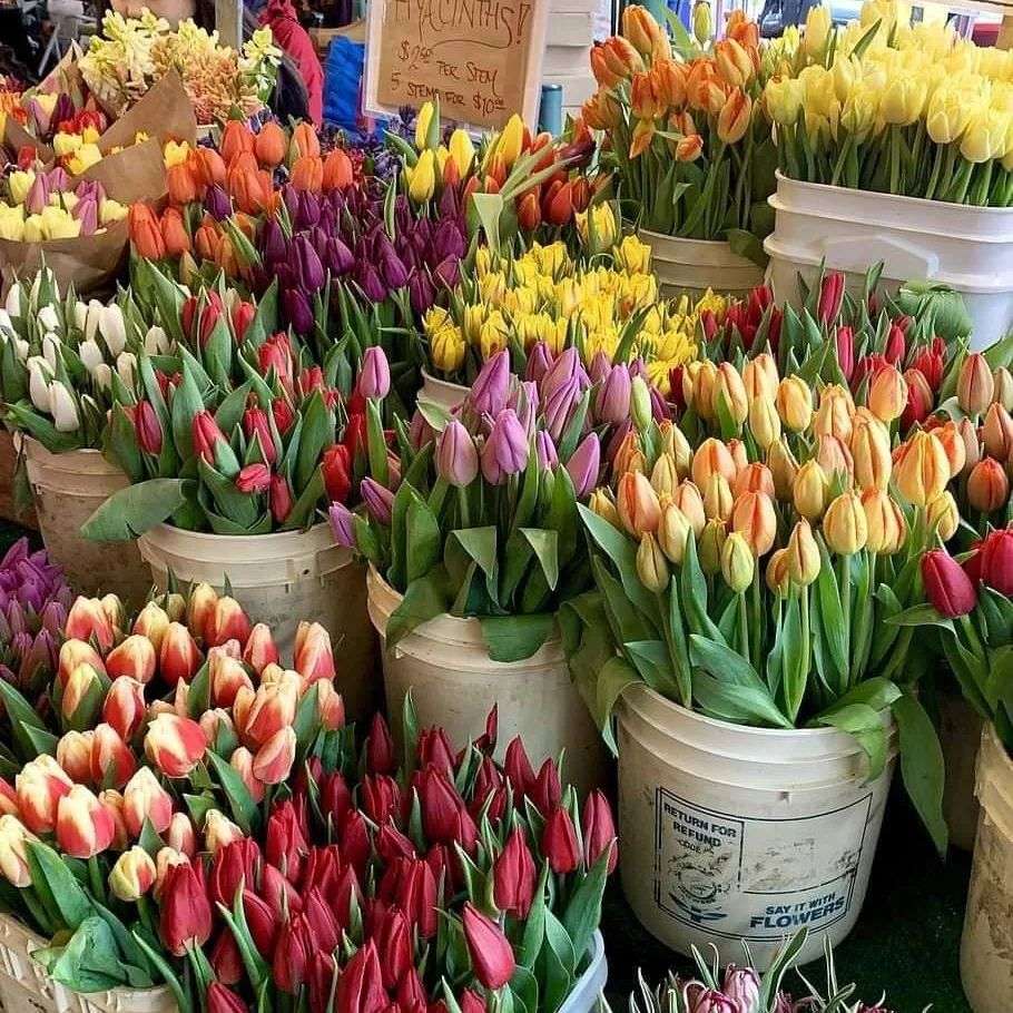 Piękno tulipanów puzzle online