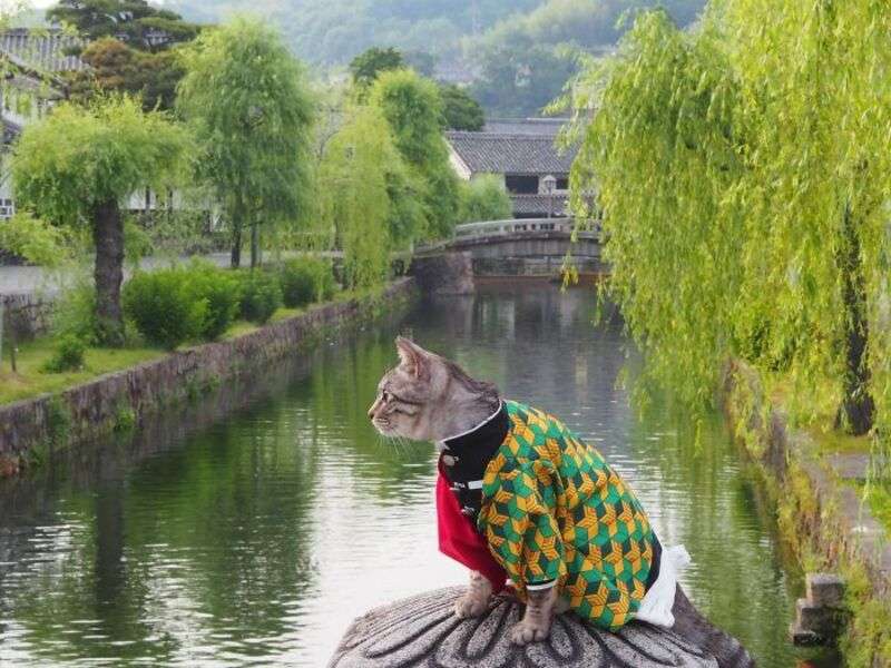 Kotek w chińskim garniturze #18 puzzle online