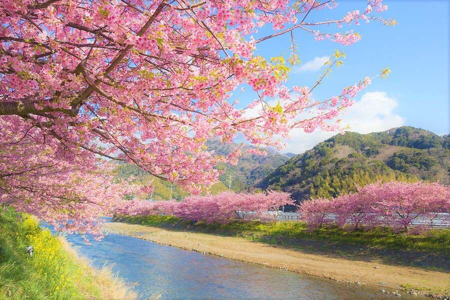 Sakura w Japonii #5 puzzle online
