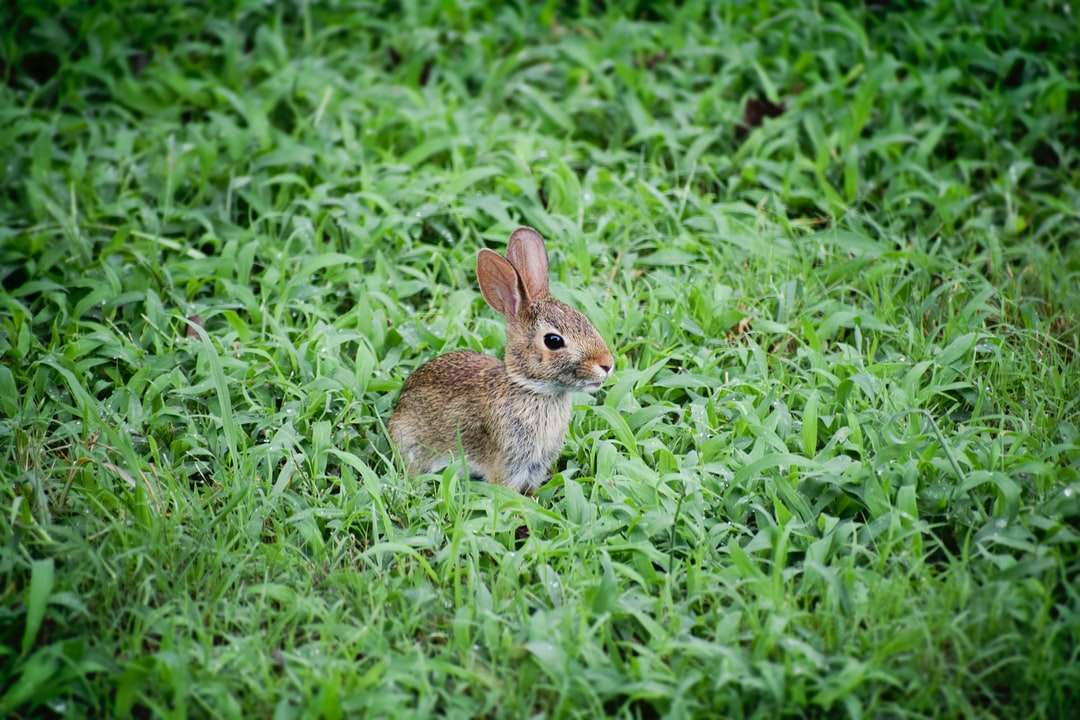 selektywna fotografia ostrości brązowego królika na polu trawy puzzle online