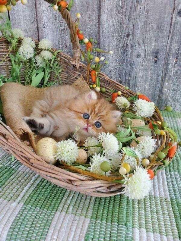 Szczęśliwy kotek w koszyku #25 puzzle online