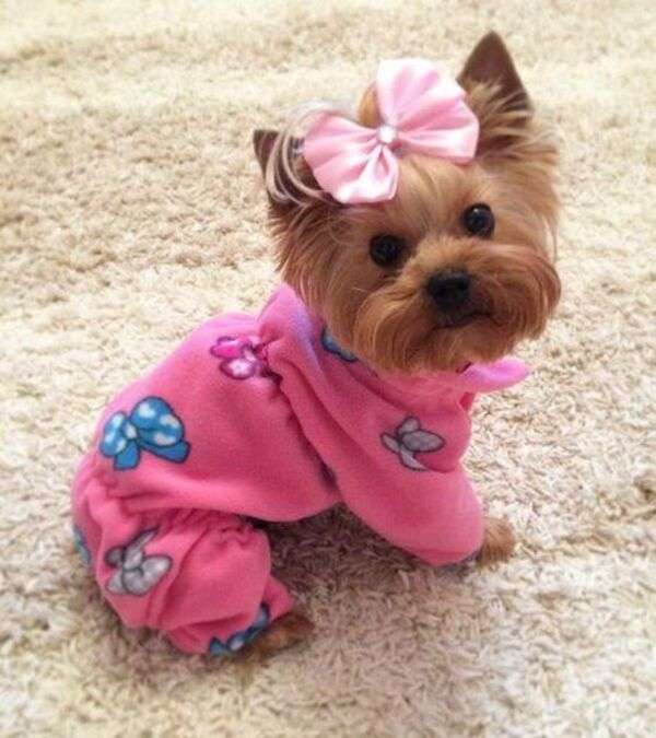 Kutya pizsamával #25 kirakós