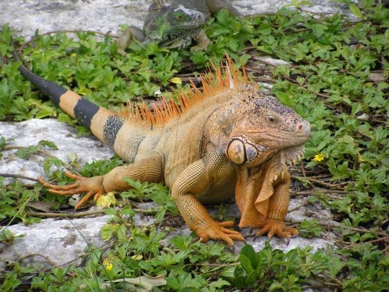Iguana w Meksyku puzzle online