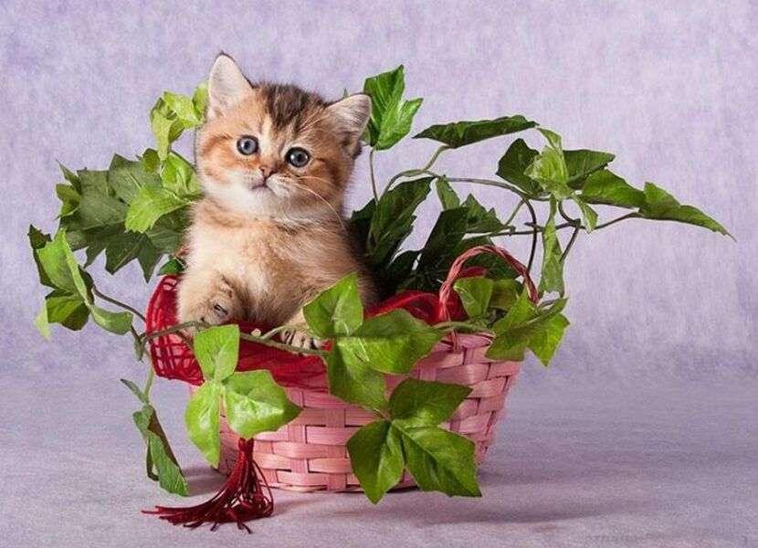 Kotek w roślinie #34 puzzle online