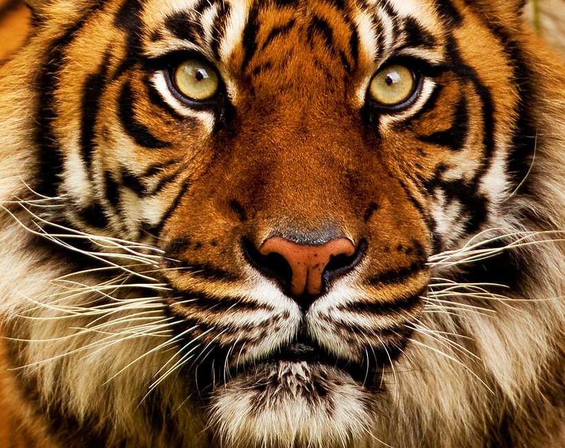 Tygrys azjatycki puzzle online